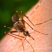 aedes aegypti mosquito