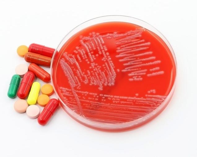 antibiotics and bacteria in petri dish