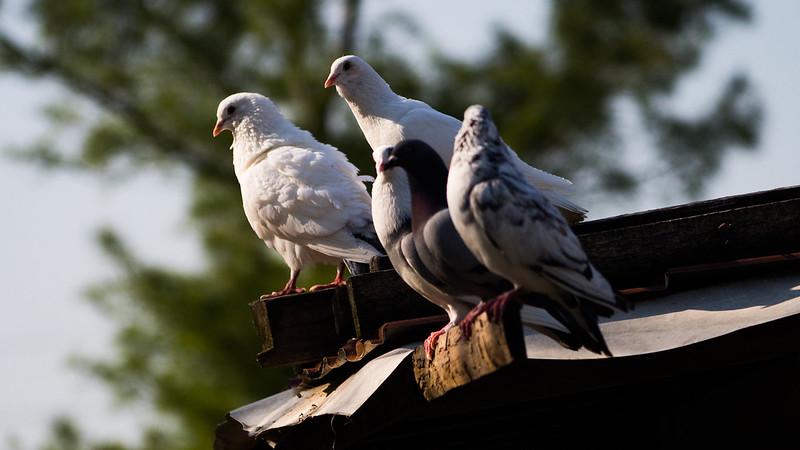 farm pigeons