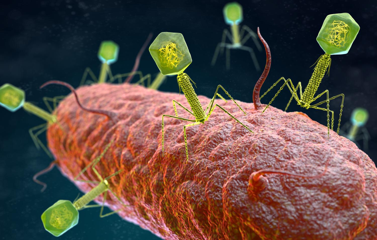 Bacteriophages attacking bacteria