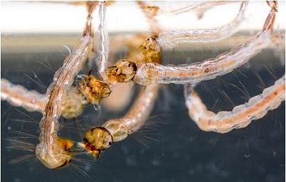 Aedes larvae
