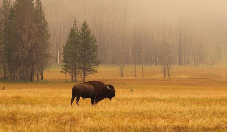 Bison in field