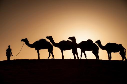 Camels at sunset