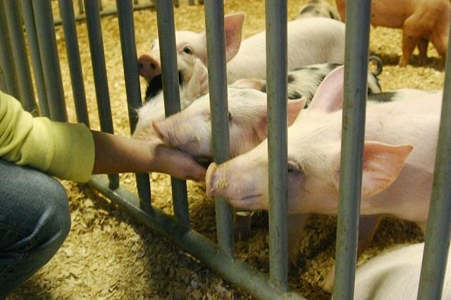 Pigs at state fair
