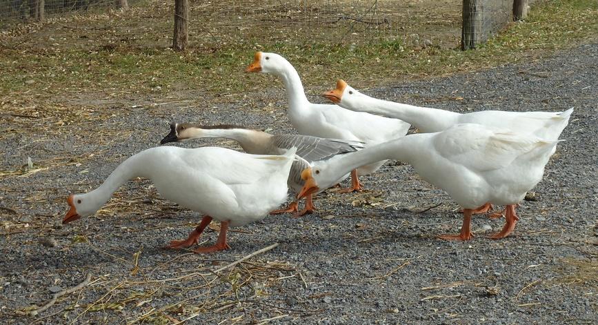Geese on farm
