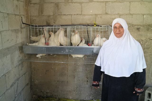 Poultry farmer in Palestine