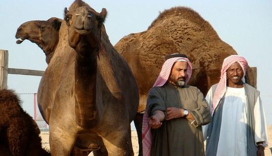 Saudi camel farm