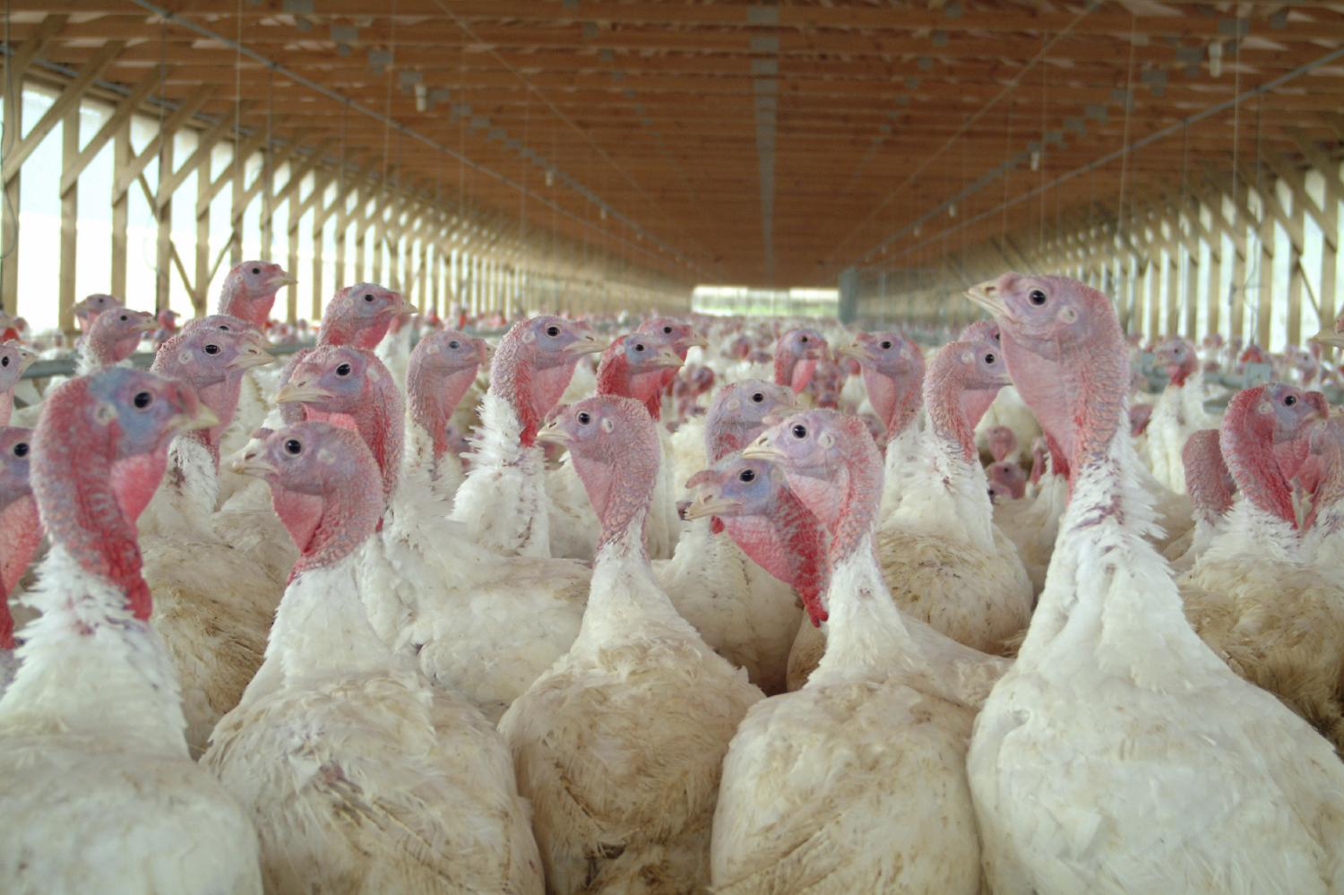 Turkey flock in farm building