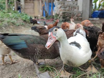 mescovy ducks with chickens
