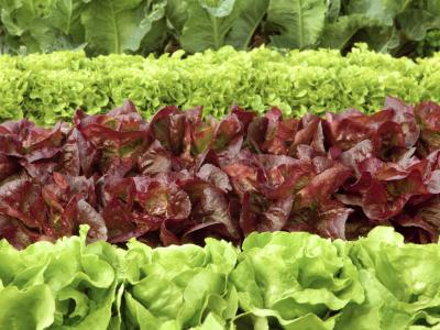 Rows of lettuce in field