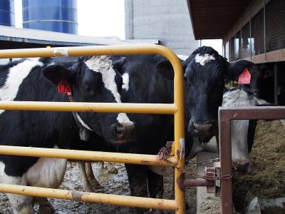 Michigan dairy cows
