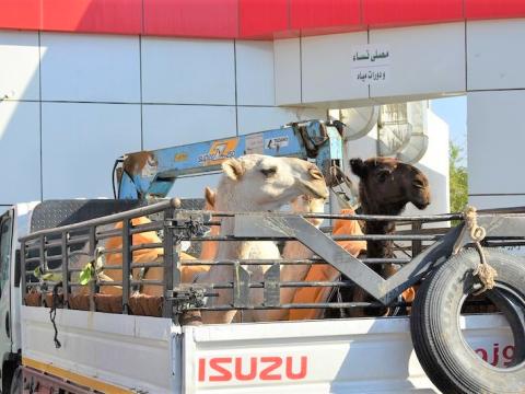 camels in a truck
