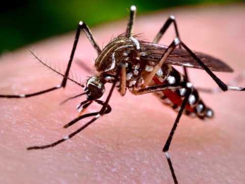 Chikungunya mosquito