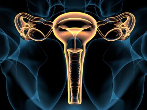 Female reproductive system illus