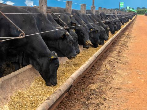 Cows at a feeding trough