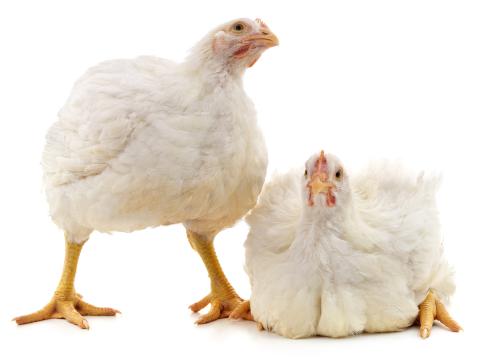 two chickens