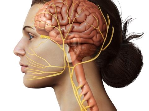 Brain and vagus nerve illustration