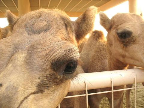Camel closeup