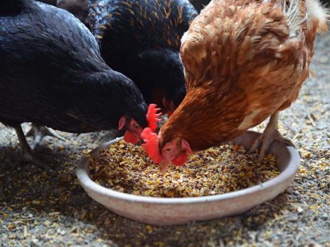 Chickens feeding
