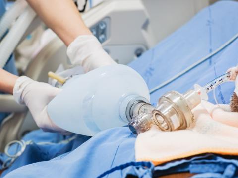 Oxygen ambu bag for intubated patient