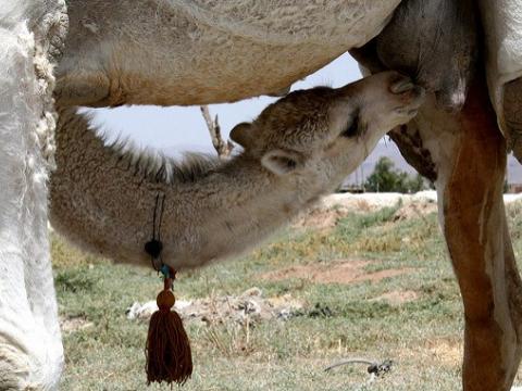 Suckling camel