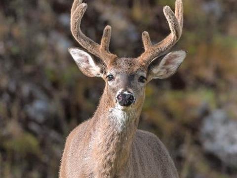 White-tailed buck with velvet on antlers