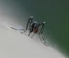 Aedes aegypti closeup