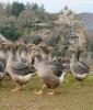 French goose farm