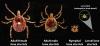 Stages of lone star tick development
