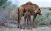 Nursing baby camel