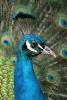 peacock closeup