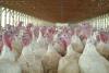 Turkeys in a farm building
