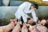 Veterinarian administering drugs to pigs