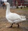 Farm goose