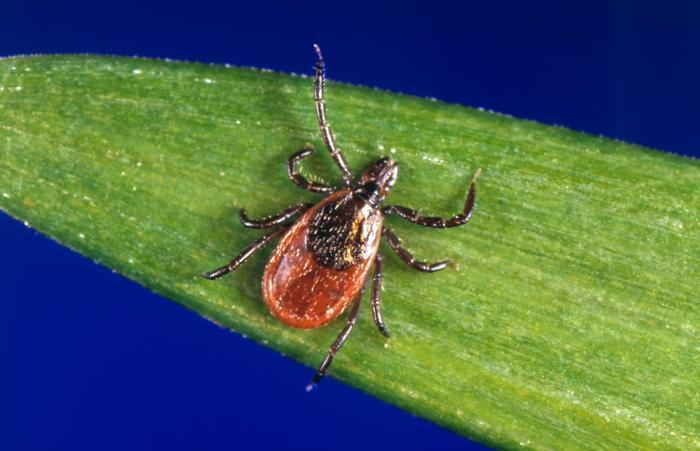 lyme disease