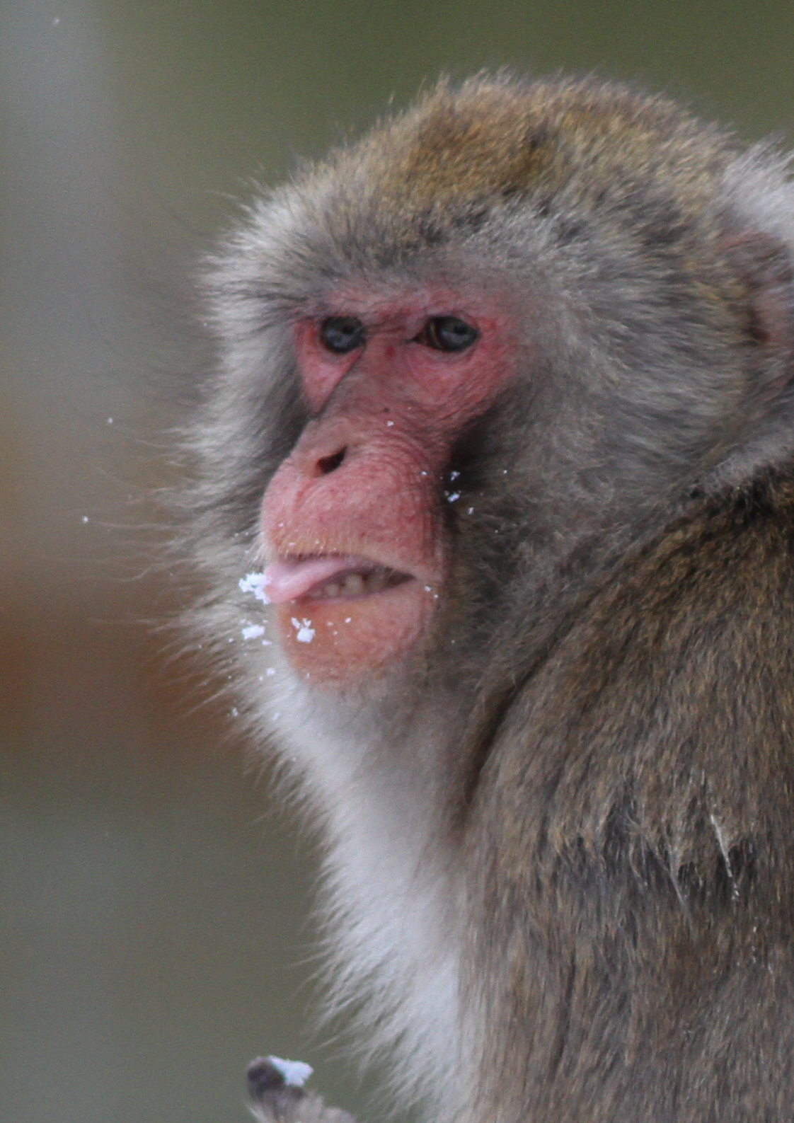 A macaque sits in the snow. Its tongue sticks out.
