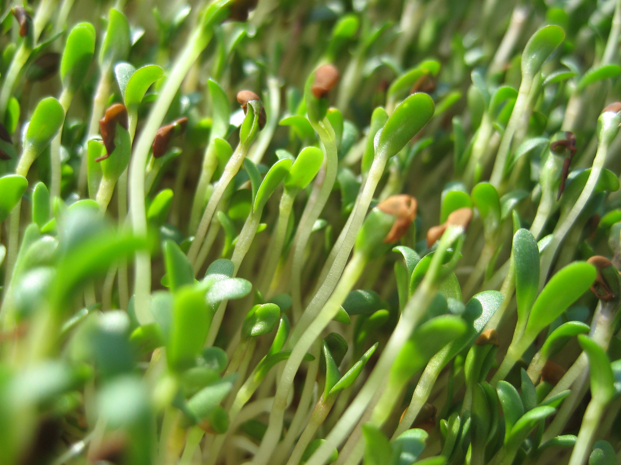 alfalfa sprouts 