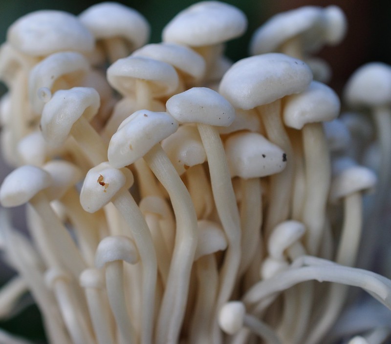 enoki mushrooms