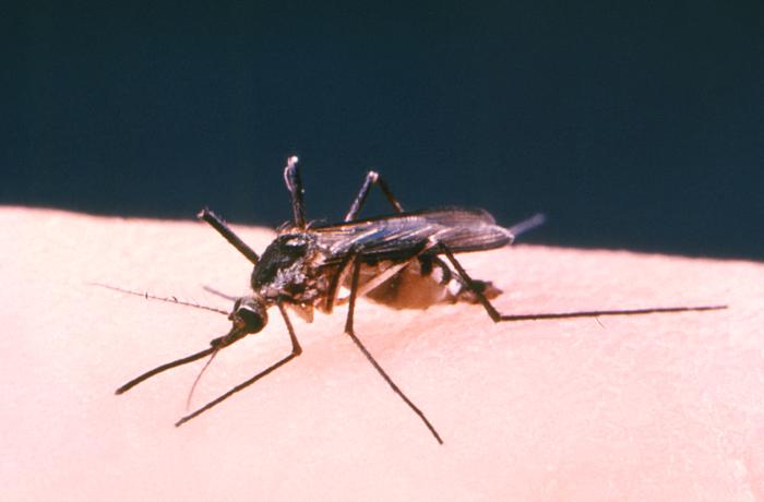mosquito