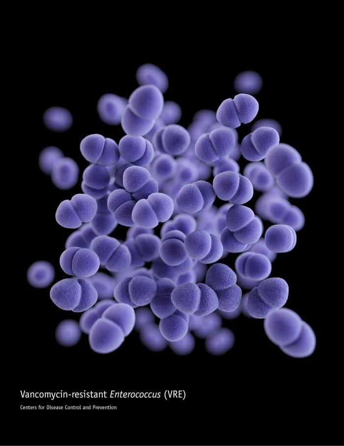 Vancomycin-resistant Enterococcus