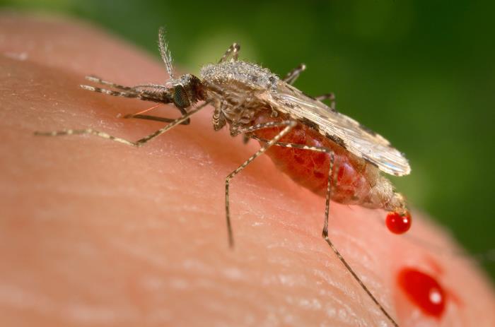 A female Anopheles stephensi mosquito, full of blood, sits on someone's skin.