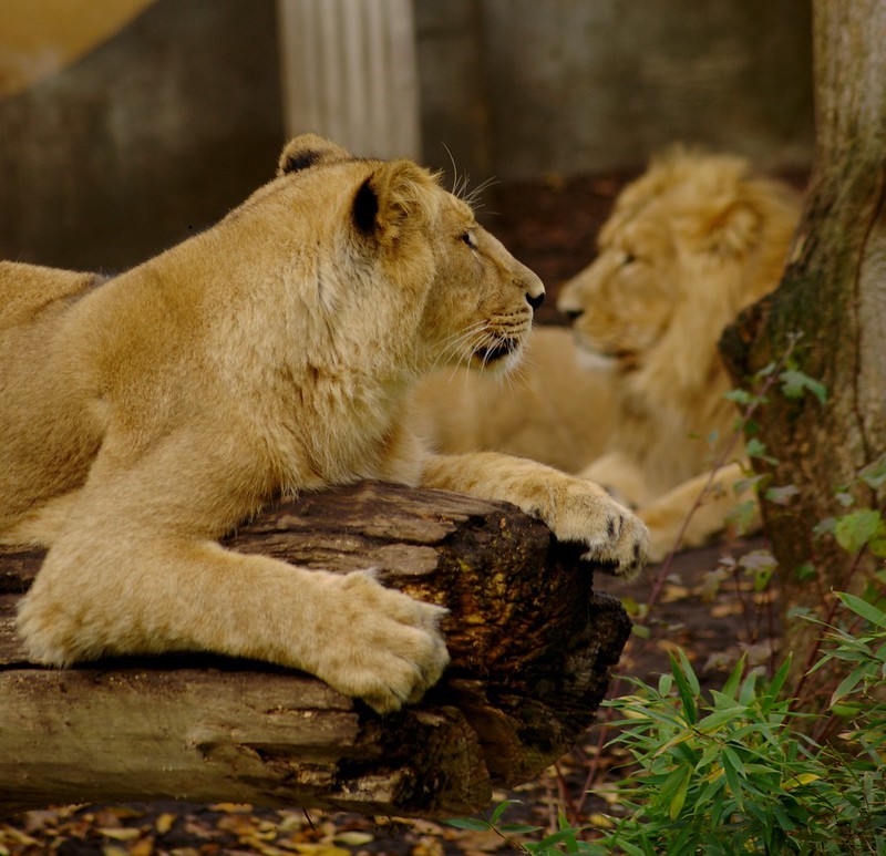 Lions at zoo in Rotterdam