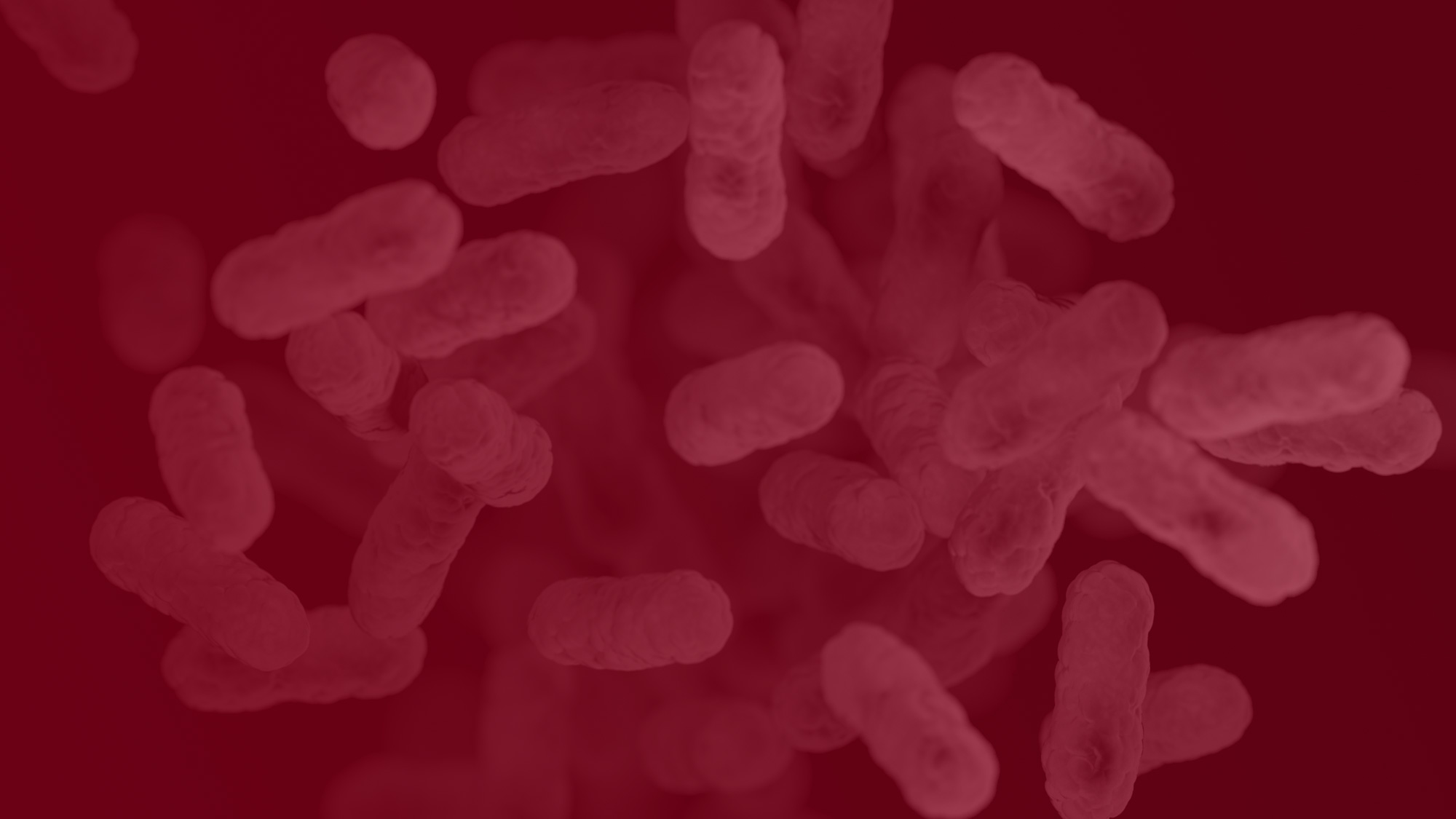 Bordetella pertussis - Maroon