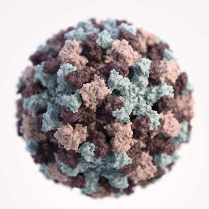 3D image of a single norovirus virion