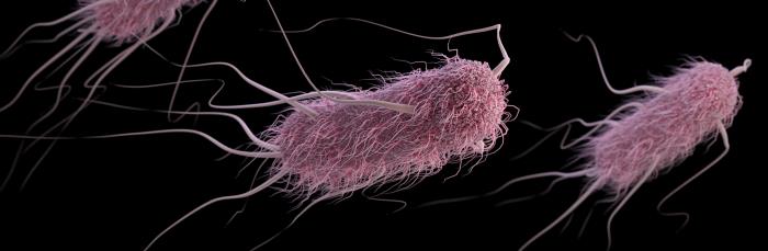 Illustration of E coli bacteria in purple on black background