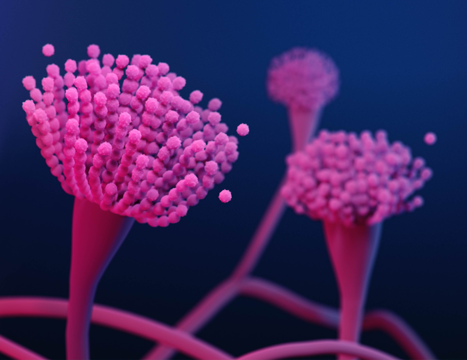 Aspergillus illustration