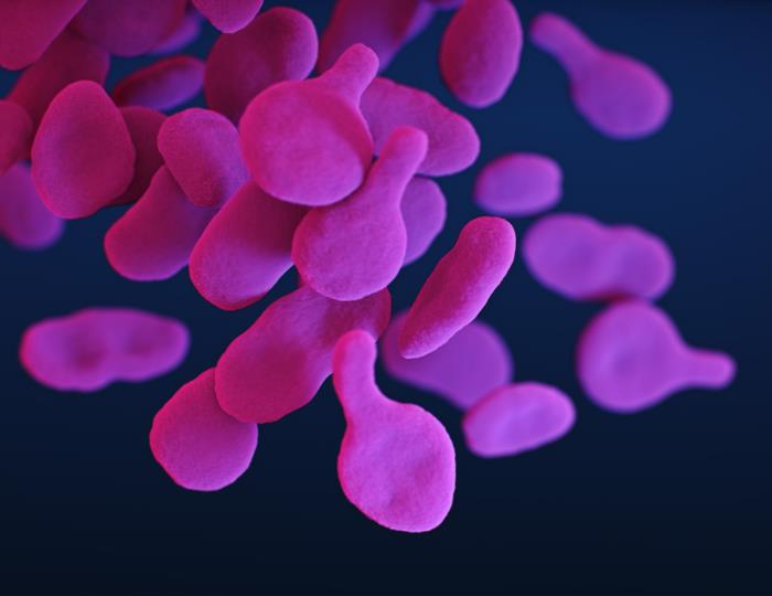 Mycoplasma genitalium