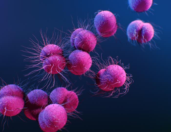 Illustration of drug-resistant gonorrhea