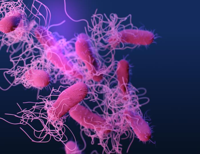 salmonella