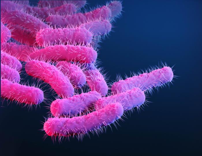 Shigella bacteria under the microscope
